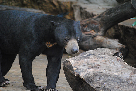 grizzly bear in front of log thumbnail