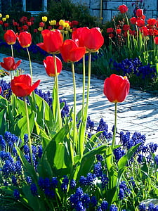 red petaled flowers thumbnail