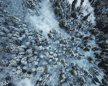 aerial view, tree, forest, woodland thumbnail