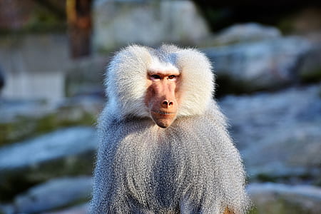 shallow focus photography of white monkey thumbnail