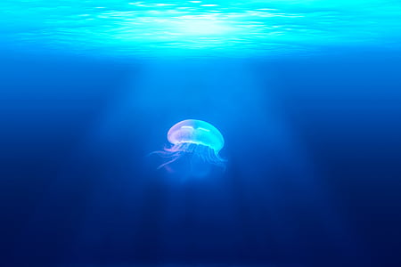 jelly fish underwater thumbnail