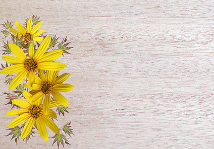 flay lay photography of yellow petaled flower in bloom thumbnail