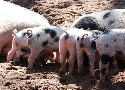 two pig and five piglets on sand at daytime thumbnail