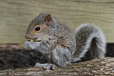 squirrel standing on tree branch thumbnail