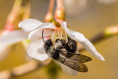 macro photography of bee thumbnail