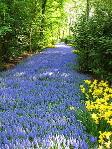 purple flower field between trees thumbnail