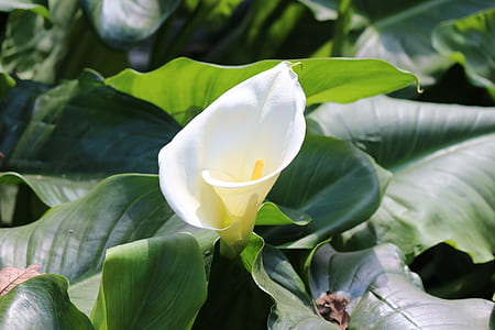 selective focus photography of white calla lily flower thumbnail