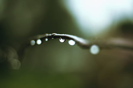 Macro Photo of Water Droplet on Branch thumbnail
