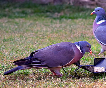 Wood pigeon feeding in a garden in Southeast England thumbnail