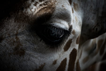 closeup photo of giraffe thumbnail