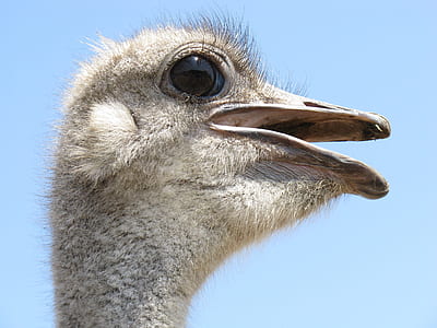 closed up photo of ostrich head thumbnail