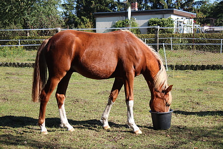 brown horse drinking on black bucket thumbnail