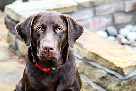 selective focus photography of black labrador retriever thumbnail