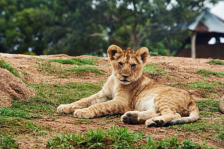 lion cub lying on ground during daytime thumbnail