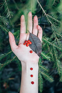 person holding red fruits near green pine leaves thumbnail