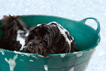 two black short coat dogs in black bucket with bubbles on their body thumbnail