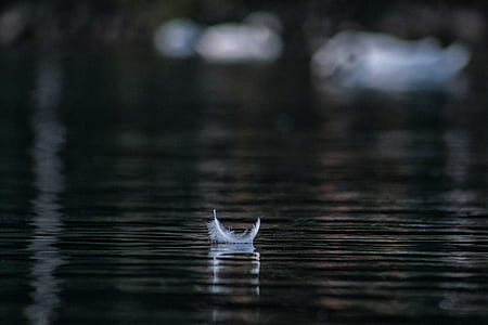 selective focus photography of feather floating on body of water thumbnail