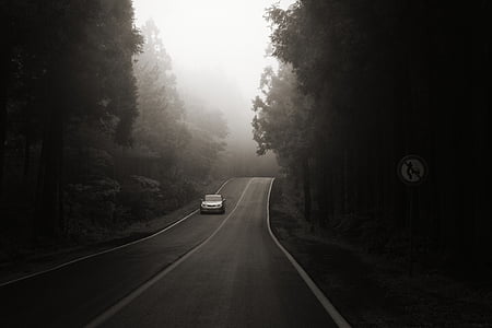 grayscale photo of vehicle along road surrounded by trees thumbnail