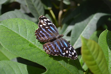 black and blue butterfly perching on green leafed plant thumbnail