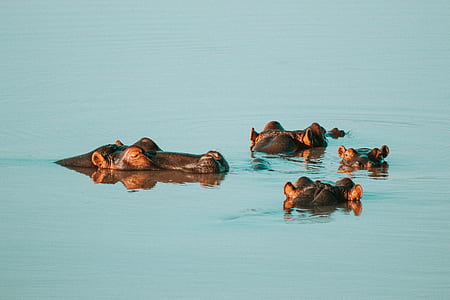 four hippopotamus swimming on water thumbnail
