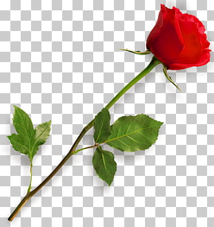 Rose Scalable Graphics, Red Rose , red rose flower PNG clipart