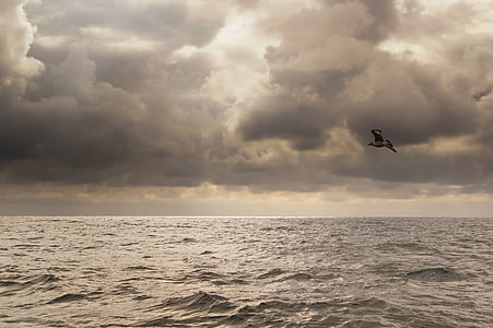 flying white and black bird above body of water thumbnail