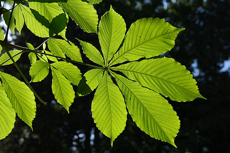 green leaf plant thumbnail