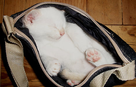 white cat inside black bag thumbnail