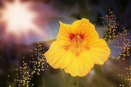 yellow nasturtium flower selective-focus photography thumbnail
