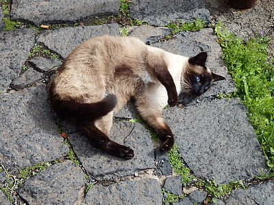 Siamese cat thumbnail