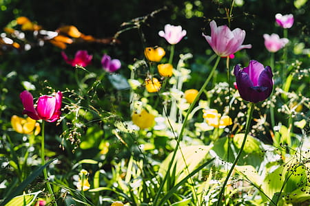 Pink, Purple, and Yellow Flowers thumbnail