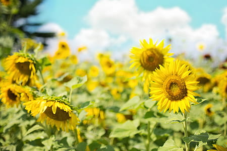 shallow focus photography of yellow sunflowers thumbnail