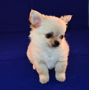 white long-haired Chihuahua puppy thumbnail