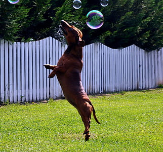 adult red dachshund jumping near bubbles thumbnail