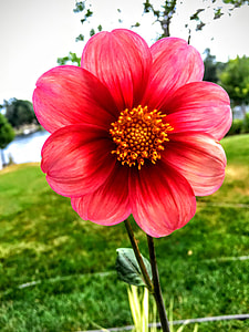 Dahlia, Variety Aragon thumbnail