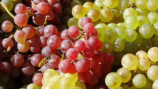 red and green grapes thumbnail