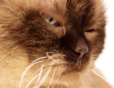Siamese cat thumbnail