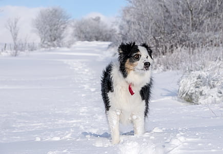 adult tricolor Australian shepherd on snow covered ground thumbnail