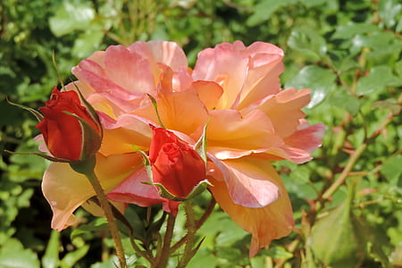 pink roses closeup photography thumbnail