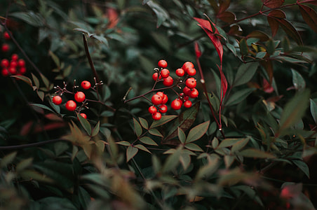 selective focus photography of red berries thumbnail