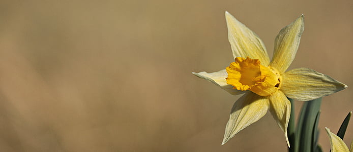 selective focus photo of yellow daffodil flower thumbnail
