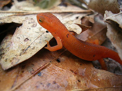 red lizard thumbnail