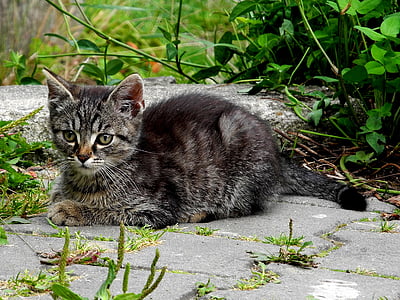 black tabby kitten beside green leaf plant thumbnail