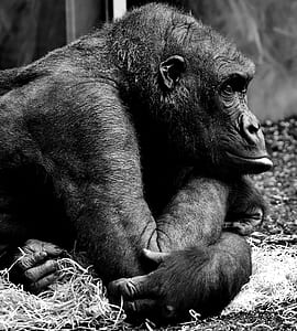 grey scale photography of monkey thumbnail