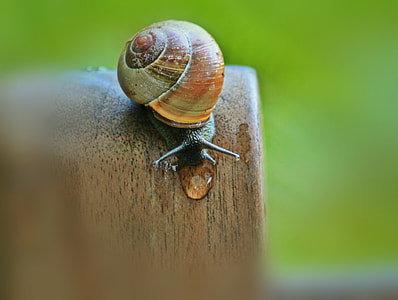 close-up photography of snail on brown wooden surface thumbnail