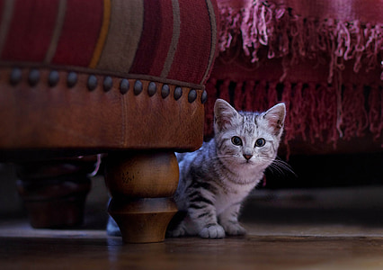 gray tabby kitten near ottoman thumbnail