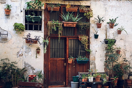 assorted green plants beside brown wooden door thumbnail