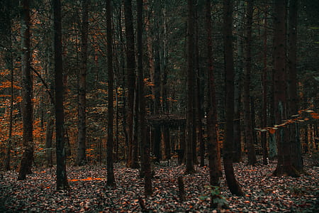 brown bark trees thumbnail