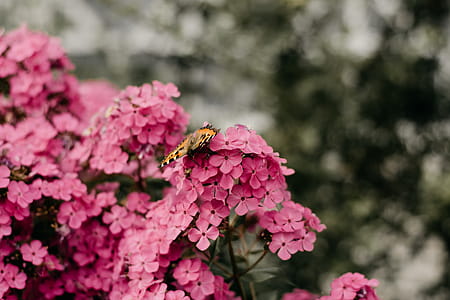 Selective Focus Photography of Butterfly Perched on Flowers thumbnail