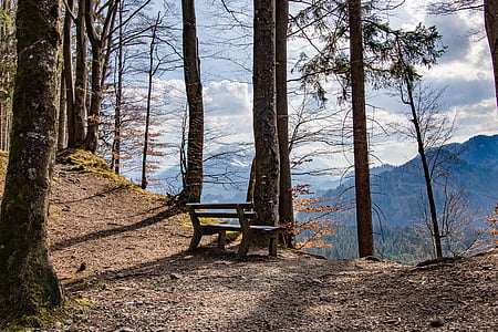 brown wooden bench under tree thumbnail